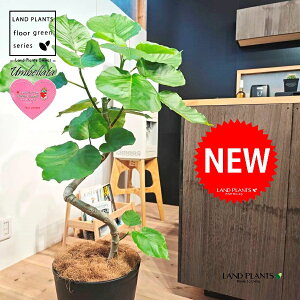 Ex[^i؎dĂ 3DȂj 10 F ZA[g 1 yMERRt@Co[z Ȃ Ȃ J[u tBJX tBJXEx[^ S S̖ Ficus umbellata 7-0988