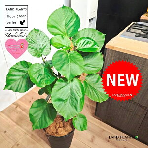 Ex[^i؎dĂ 3DȂj 10 F ZA[g 1 yMERRt@Co[z Ȃ Ȃ J[u tBJX tBJXEx[^ S S̖ Ficus umbellata 7-0988