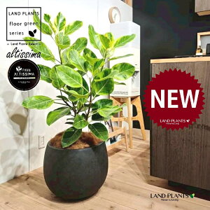 AeV[}i؎dĂ̎R`j 10 F ۂĂ X^CbV Aؔ 1 yo[N`bvEMz H100cmx uTCY ^  tBJXAeV[} S̖ S  