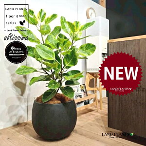 AeV[}i؎dĂ̎R`j 10 F ۂĂ X^CbV Aؔ 1 yo[N`bvEMz H100cmx uTCY ^  tBJXAeV[} S̖ S  