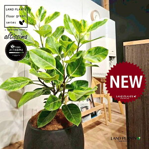 AeV[}i؎dĂ̎R`j 10 F ۂĂ X^CbV Aؔ 1 yo[N`bvEMz H100cmx uTCY ^  tBJXAeV[} S̖ S  