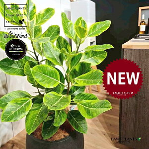 AeV[}i؎dĂ̎R`j 10 F ۂĂ X^CbV Aؔ 1 yo[N`bvEMz H100cmx uTCY ^  tBJXAeV[} S̖ S  