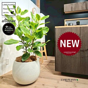 AeV[}i؎dĂ̎R`j 10 F ۂĂ X^CbV Aؔ 1 yo[N`bvEMz H100cmx uTCY ^  tBJXAeV[} S̖ S  