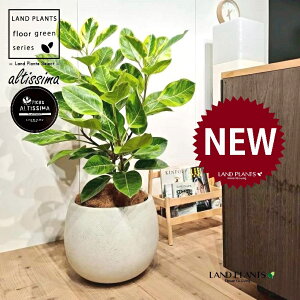 AeV[}i؎dĂ̎R`j 10 F ۂĂ X^CbV Aؔ 1 yo[N`bvEMz H100cmx uTCY ^  tBJXAeV[} S̖ S  