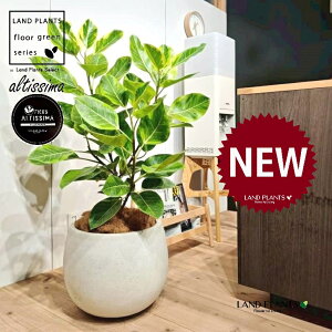 AeV[}i؎dĂ̎R`j 10 F ۂĂ X^CbV Aؔ 1 yo[N`bvEMz H100cmx uTCY ^  tBJXAeV[} S̖ S  