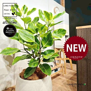 AeV[}i؎dĂ̎R`j 10 F ۂĂ X^CbV Aؔ 1 yo[N`bvEMz H100cmx uTCY ^  tBJXAeV[} S̖ S  