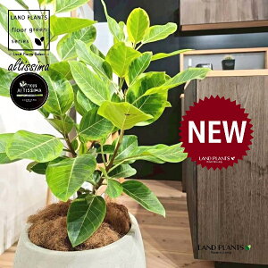 AeV[}i؎dĂ̎R`j 10 F ۂĂ X^CbV Aؔ 1 yo[N`bvEMz H100cmx uTCY ^  tBJXAeV[} S̖ S  