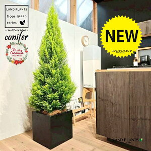 S[hNXgic[^F180cmj 10 F t@Co[ L[u^ 픫 1 yMERRt@Co[z NX}X NX}Xc[ qo Rjt@[ Rjt@ qmL jt conifer 