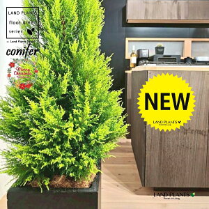 S[hNXgic[^F180cmj 10 F t@Co[ L[u^ 픫 1 yMERRt@Co[z NX}X NX}Xc[ qo Rjt@[ Rjt@ qmL jt conifer 