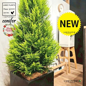 S[hNXgic[^F180cmj 10 F t@Co[ L[u^ 픫 1 yMERRt@Co[z NX}X NX}Xc[ qo Rjt@[ Rjt@ qmL jt conifer 