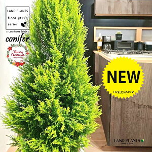 S[hNXgic[^F180cmj 10 F t@Co[ L[u^ 픫 1 yMERRt@Co[z NX}X NX}Xc[ qo Rjt@[ Rjt@ qmL jt conifer 