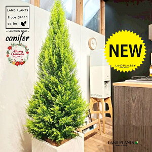 S[hNXgic[^F180cmj 10 F t@Co[ L[u^ 픫 1 yMERRt@Co[z NX}X NX}Xc[ qo Rjt@[ Rjt@ qmL jt conifer 