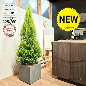 S[hNXgic[^F180cmj 10 DF t@Co[ L[u^ 픫 1 yMERRt@Co[z NX}X NX}Xc[ qo Rjt@[ Rjt@ qmL jt conifer 