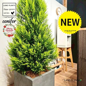 S[hNXgic[^F180cmj 10 DF t@Co[ L[u^ 픫 1 yMERRt@Co[z NX}X NX}Xc[ qo Rjt@[ Rjt@ qmL jt conifer 