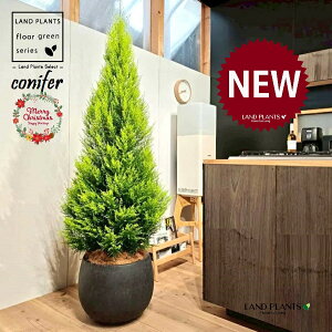 S[hNXgic[^F180cmj 10 F ۂĂ X^CbV Aؔ 1 yMERRt@Co[z NX}X NX}Xc[ qo Rjt@[ Rjt@ qmL jt conifer 