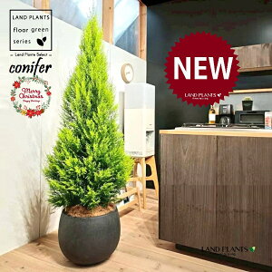 S[hNXgic[^F180cmj 10 F ۂĂ X^CbV Aؔ 1 yMERRt@Co[z NX}X NX}Xc[ qo Rjt@[ Rjt@ qmL jt conifer 