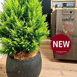 S[hNXgic[^F180cmj 10 F ۂĂ X^CbV Aؔ 1 yMERRt@Co[z NX}X NX}Xc[ qo Rjt@[ Rjt@ qmL jt conifer 