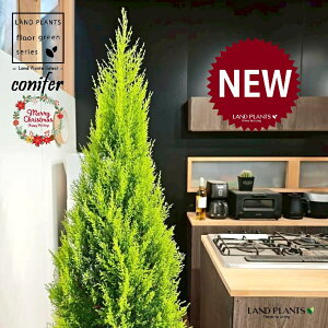 S[hNXgic[^F180cmj 10 F ۂĂ X^CbV Aؔ 1 yMERRt@Co[z NX}X NX}Xc[ qo Rjt@[ Rjt@ qmL jt conifer 