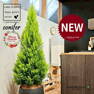 S[hNXgic[^F180cmj 10 F ۂĂ X^CbV Aؔ 1 yMERRt@Co[z NX}X NX}Xc[ qo Rjt@[ Rjt@ qmL jt conifer 