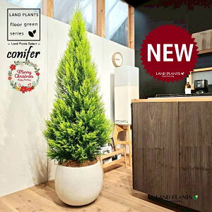 S[hNXgic[^F180cmj 10 F ۂĂ X^CbV Aؔ 1 yMERRt@Co[z NX}X NX}Xc[ qo Rjt@[ Rjt@ qmL jt conifer 