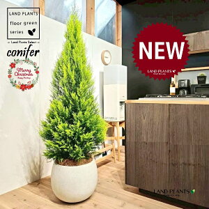 S[hNXgic[^F180cmj 10 F ۂĂ X^CbV Aؔ 1 yMERRt@Co[z NX}X NX}Xc[ qo Rjt@[ Rjt@ qmL jt conifer 