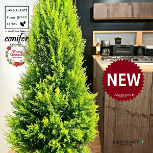 S[hNXgic[^F180cmj 10 F ۂĂ X^CbV Aؔ 1 yMERRt@Co[z NX}X NX}Xc[ qo Rjt@[ Rjt@ qmL jt conifer 