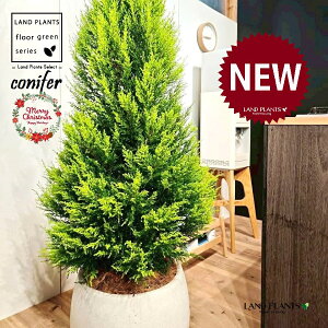 S[hNXgic[^F180cmj 10 F ۂĂ X^CbV Aؔ 1 yMERRt@Co[z NX}X NX}Xc[ qo Rjt@[ Rjt@ qmL jt conifer 