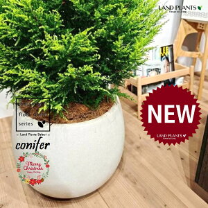 S[hNXgic[^F180cmj 10 F ۂĂ X^CbV Aؔ 1 yMERRt@Co[z NX}X NX}Xc[ qo Rjt@[ Rjt@ qmL jt conifer 