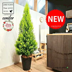 S[hNXgic[^F180cmj 10 F ZA[g 1 yMERRt@Co[z NX}X NX}Xc[ qo Rjt@[ Rjt@ qmL jt conifer Hesperocyparis macrocarpa 