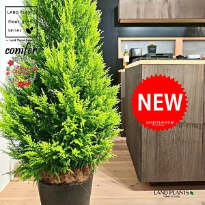 S[hNXgic[^F180cmj 10 F ZA[g 1 yMERRt@Co[z NX}X NX}Xc[ qo Rjt@[ Rjt@ qmL jt conifer Hesperocyparis macrocarpa 