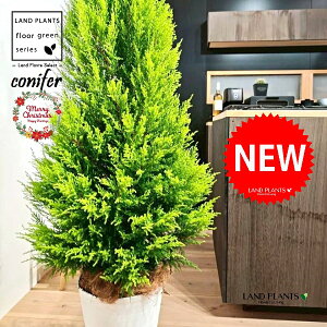 S[hNXgic[^F180cmj 10 F ZA[g 1 yMERRt@Co[z NX}X NX}Xc[ qo Rjt@[ Rjt@ qmL jt conifer Hesperocyparis macrocarpa 