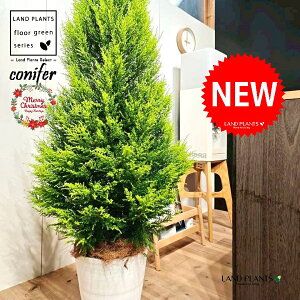 S[hNXgic[^F180cmj 10 F ZA[g 1 yMERRt@Co[z NX}X NX}Xc[ qo Rjt@[ Rjt@ qmL jt conifer Hesperocyparis macrocarpa 