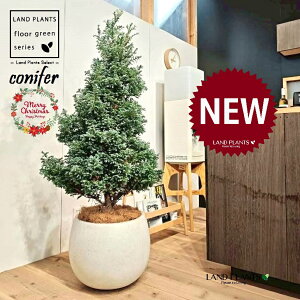 {[o[hic[^F150cmj 10 F ۂĂ X^CbV Aؔ 1 yMERRt@Co[z NX}X NX}Xc[ u[o[h qo Rjt@[ Rjt@ qmL j