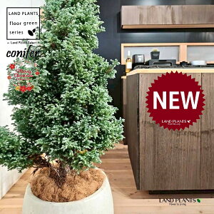 {[o[hic[^F150cmj 10 F ۂĂ X^CbV Aؔ 1 yMERRt@Co[z NX}X NX}Xc[ u[o[h qo Rjt@[ Rjt@ qmL j