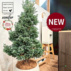 {[o[hic[^F150cmj 10 F ۂĂ X^CbV Aؔ 1 yMERRt@Co[z NX}X NX}Xc[ u[o[h qo Rjt@[ Rjt@ qmL j