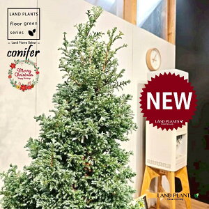 {[o[hic[^F150cmj 10 F ۂĂ X^CbV Aؔ 1 yMERRt@Co[z NX}X NX}Xc[ u[o[h qo Rjt@[ Rjt@ qmL j