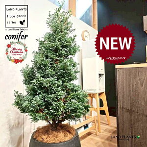 {[o[hic[^F150cmj 10 F ۂĂ X^CbV Aؔ 1 yMERRt@Co[z NX}X NX}Xc[ u[o[h qo Rjt@[ Rjt@ qmL j