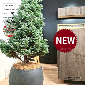 {[o[hic[^F150cmj 10 F ۂĂ X^CbV Aؔ 1 yMERRt@Co[z NX}X NX}Xc[ u[o[h qo Rjt@[ Rjt@ qmL j