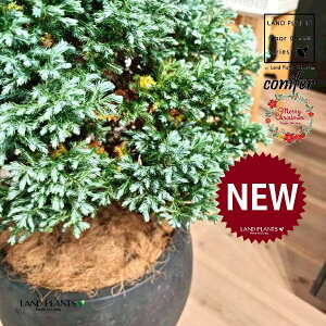 {[o[hic[^F150cmj 10 F ۂĂ X^CbV Aؔ 1 yMERRt@Co[z NX}X NX}Xc[ u[o[h qo Rjt@[ Rjt@ qmL j