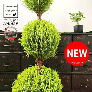 S[hNXgi5i{[dẴgsA[F160cmj 10 F ZA[g 1 yMERRt@Co[z ʑ gsA[ NX}X NX}Xc[ qo Rjt@[ Rjt@ 