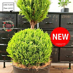 S[hNXgi5i{[dẴgsA[F160cmj 10 F ZA[g 1 yMERRt@Co[z ʑ gsA[ NX}X NX}Xc[ qo Rjt@[ Rjt@ 