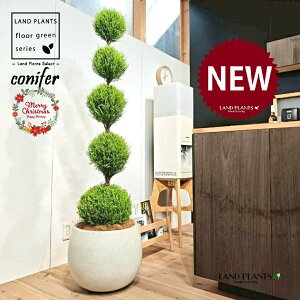 S[hNXgi5i{[dẴgsA[F160cmj 10 F ۂĂ X^CbV Aؔ 1 yMERRt@Co[z ʑ gsA[ NX}X NX}Xc[ qo R