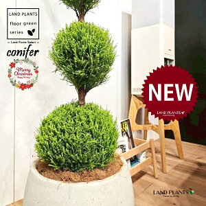 S[hNXgi5i{[dẴgsA[F160cmj 10 F ۂĂ X^CbV Aؔ 1 yMERRt@Co[z ʑ gsA[ NX}X NX}Xc[ qo R