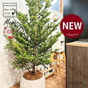 ~̖؁ic[^F180cmj 10 F ۂĂ X^CbV Aؔ 1 yMERRt@Co[z NX}Xc[  ~m  ̖ ~mLf. pendula Honda V_~ Momi fir Japa