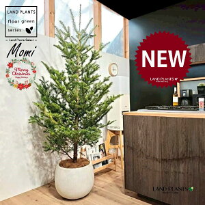 ~̖؁ic[^F180cmj 10 F ۂĂ X^CbV Aؔ 1 yMERRt@Co[z NX}Xc[  ~m  ̖ ~mLf. pendula Honda V_~ Momi fir Japa