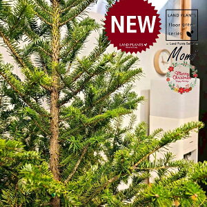 ~̖؁ic[^F180cmj 10 F ۂĂ X^CbV Aؔ 1 yMERRt@Co[z NX}Xc[  ~m  ̖ ~mLf. pendula Honda V_~ Momi fir Japa