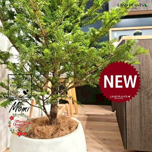 ~̖؁ic[^F180cmj 10 F ۂĂ X^CbV Aؔ 1 yMERRt@Co[z NX}Xc[  ~m  ̖ ~mLf. pendula Honda V_~ Momi fir Japa