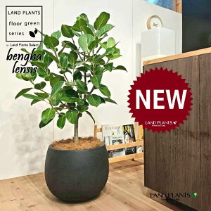 xKSi؎dĂ̎R`j 10 F ۂĂ X^CbV Aؔ 1 yMERRt@Co[z tBJX xKVX I[h[ S̖ S Ficus benghalensis 8