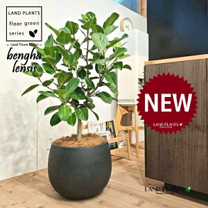 xKSi؎dĂ̎R`j 10 F ۂĂ X^CbV Aؔ 1 yMERRt@Co[z tBJX xKVX I[h[ S̖ S Ficus benghalensis 8