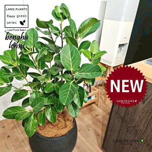 xKSi؎dĂ̎R`j 10 F ۂĂ X^CbV Aؔ 1 yMERRt@Co[z tBJX xKVX I[h[ S̖ S Ficus benghalensis 8